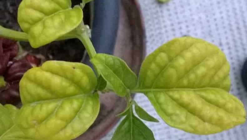 Why pepper leaves turn yellow and fall off: what to do to save your harvest