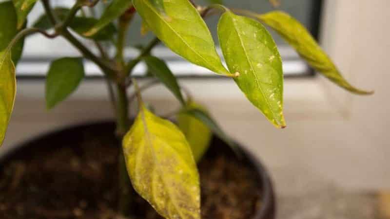 Why pepper leaves turn yellow and fall off: what to do to save your harvest