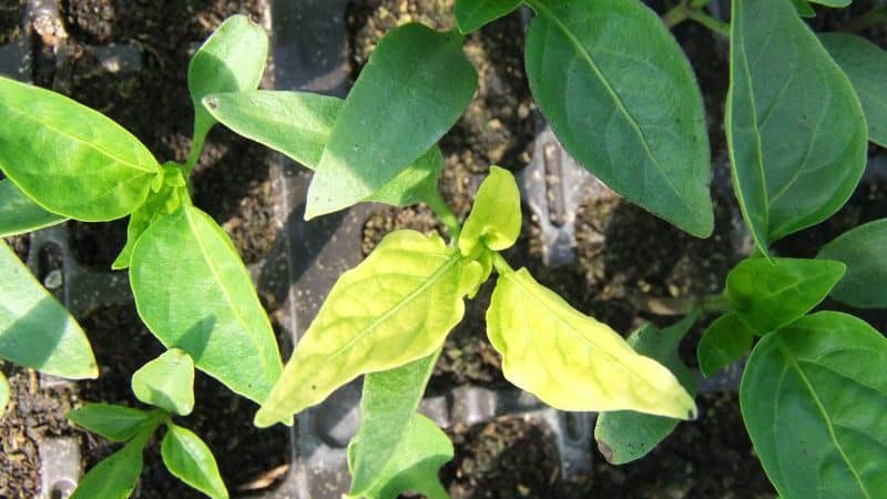 Why pepper leaves turn yellow and fall off: what to do to save your harvest