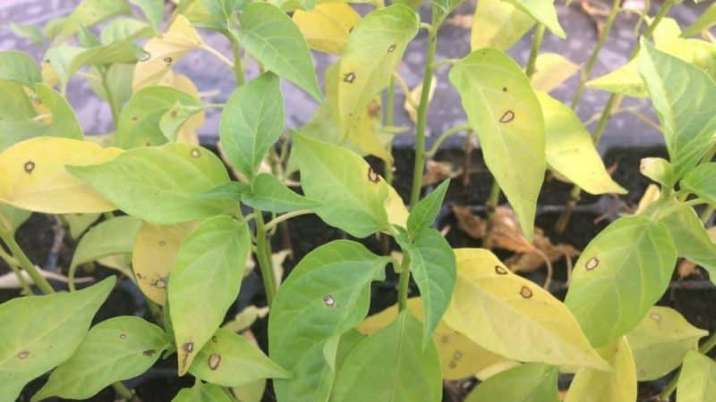 Why pepper leaves turn yellow and fall off: what to do to save your harvest