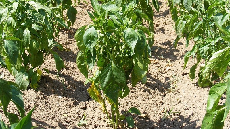Why peppers wither in open ground and what to do to save your harvest