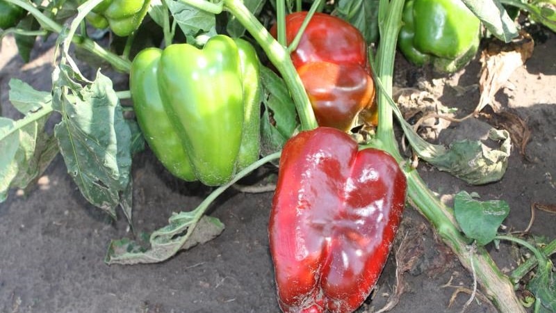 Why peppers wither in open ground and what to do to save your harvest
