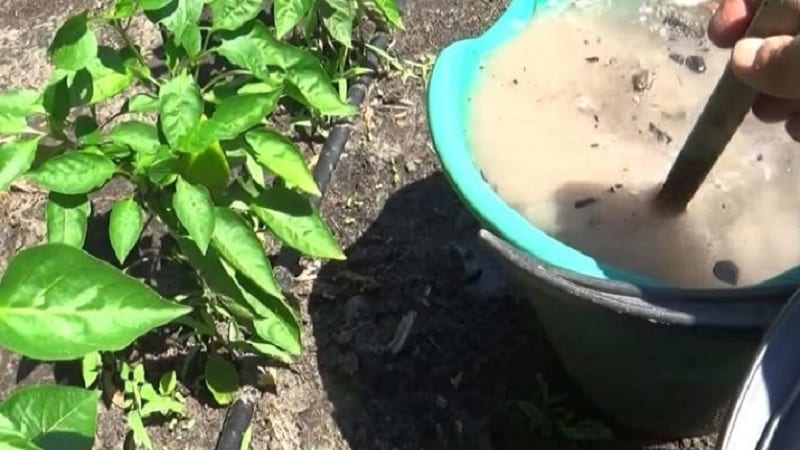 Why peppers wither in open ground and what to do to save your harvest