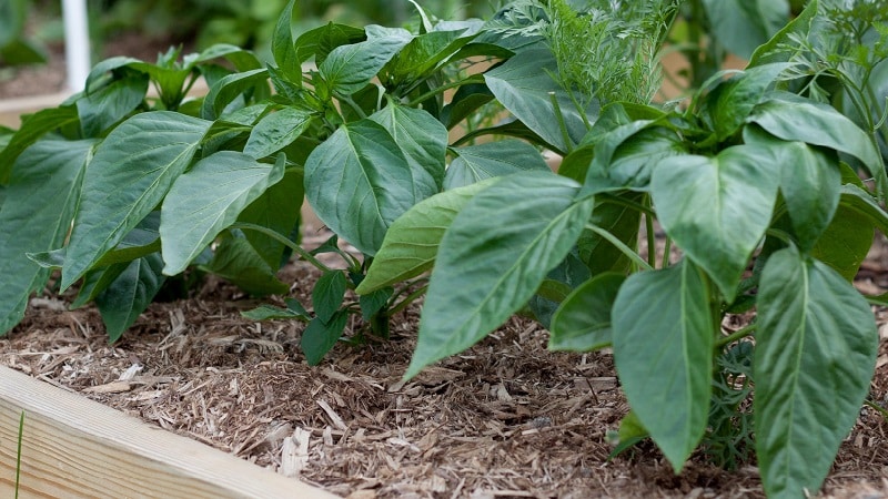 Why peppers wither in open ground and what to do to save your harvest