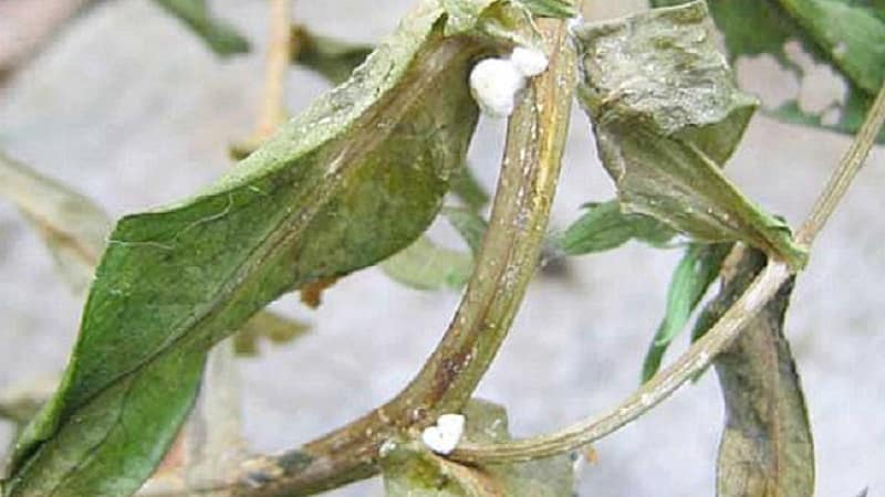 Why peppers wither in open ground and what to do to save your harvest
