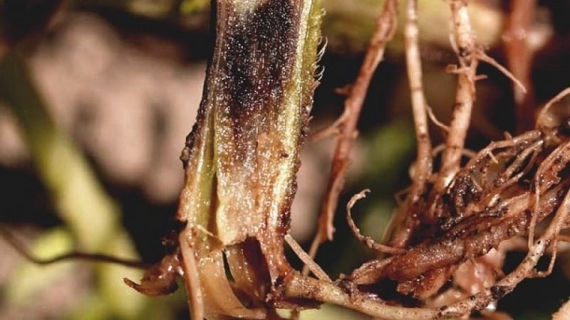 Why peppers wither in open ground and what to do to save your harvest