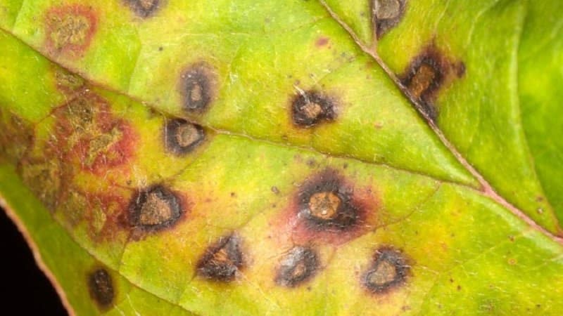 Why peppers wither in open ground and what to do to save your harvest