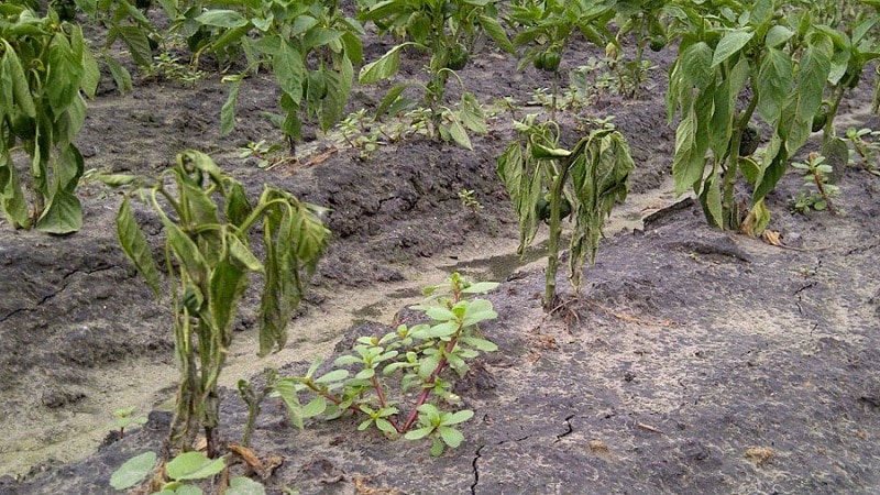 Why peppers wither in open ground and what to do to save your harvest