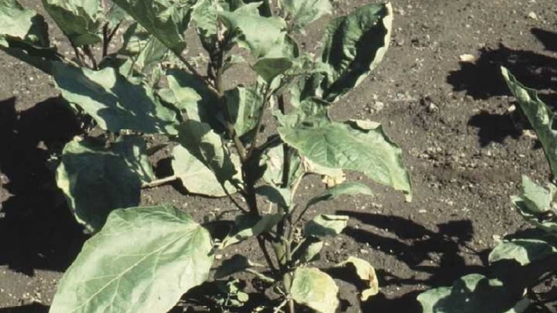 Why peppers wither in open ground and what to do to save your harvest