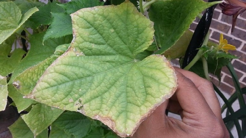 Pourquoi les feuilles de concombre jaunissent-elles et que faire ?