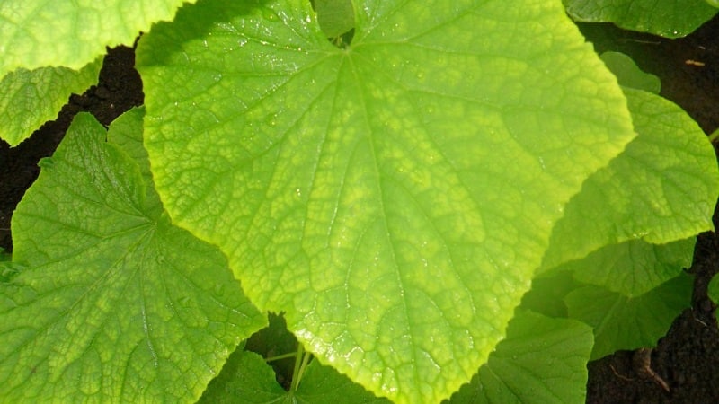 Pourquoi les feuilles de concombre jaunissent-elles et que faire ?