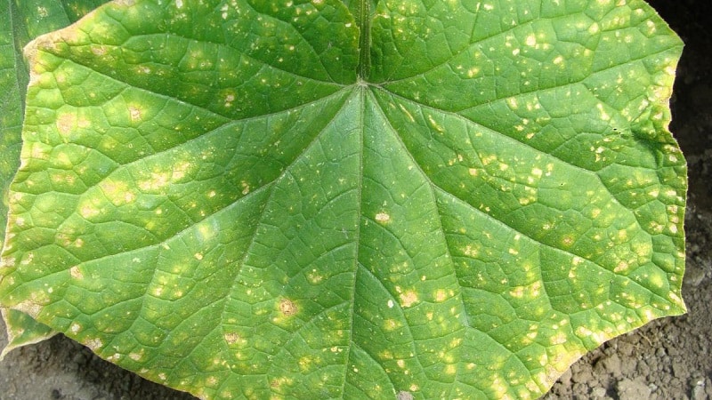 Pourquoi les feuilles de concombre jaunissent-elles et que faire ?