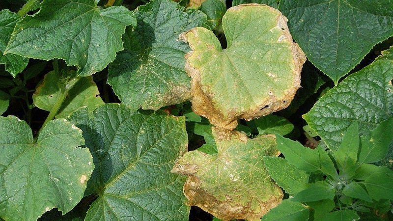 Pourquoi les feuilles de concombre jaunissent-elles et que faire ?