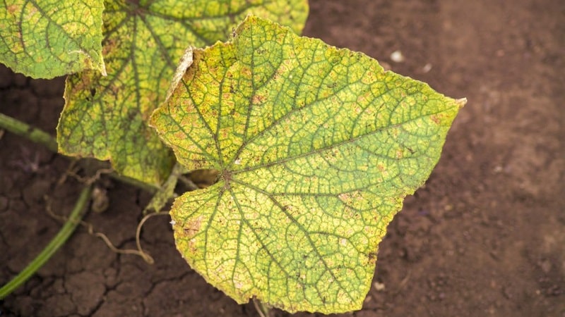 Pourquoi les feuilles de concombre jaunissent-elles et que faire ?
