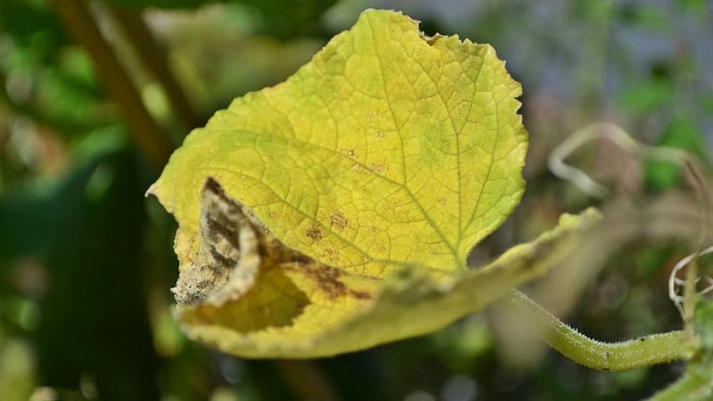 Pourquoi les feuilles de concombre jaunissent-elles et que faire ?