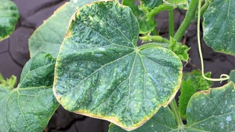 Pourquoi les feuilles de concombre jaunissent-elles et que faire ?