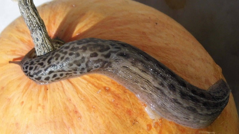 Why do pumpkin leaves turn yellow, what to do and how to prevent the problem from occurring