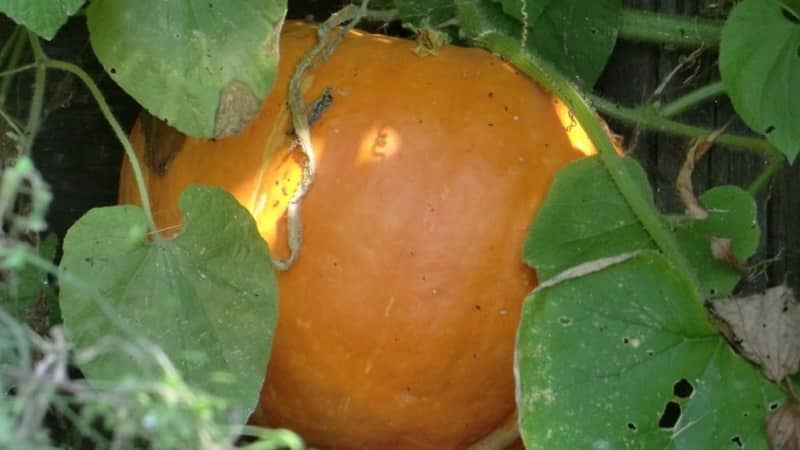 Why do pumpkin leaves turn yellow, what to do and how to prevent the problem from occurring