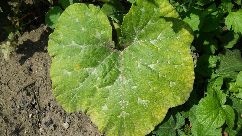 Why do pumpkin leaves turn yellow, what to do and how to prevent the problem from occurring