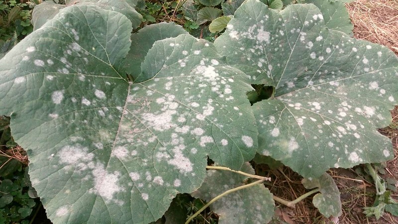 Why do pumpkin leaves turn yellow, what to do and how to prevent the problem from occurring