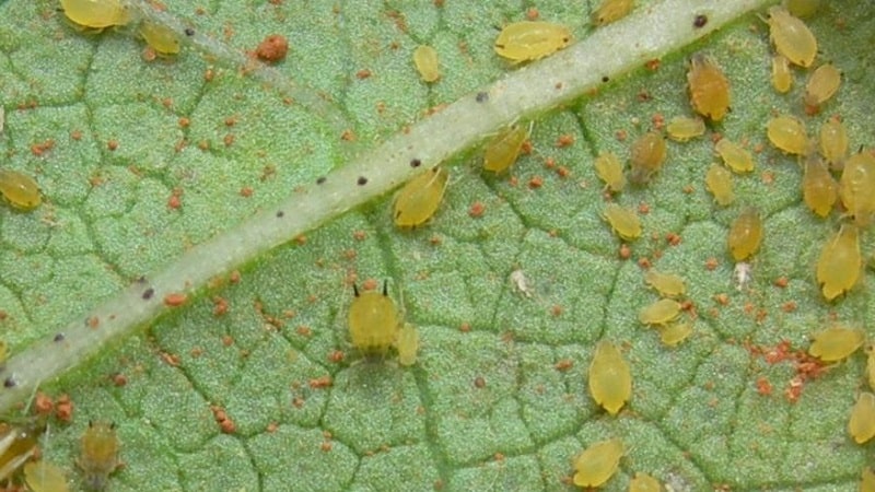 Why do pumpkin leaves turn yellow, what to do and how to prevent the problem from occurring