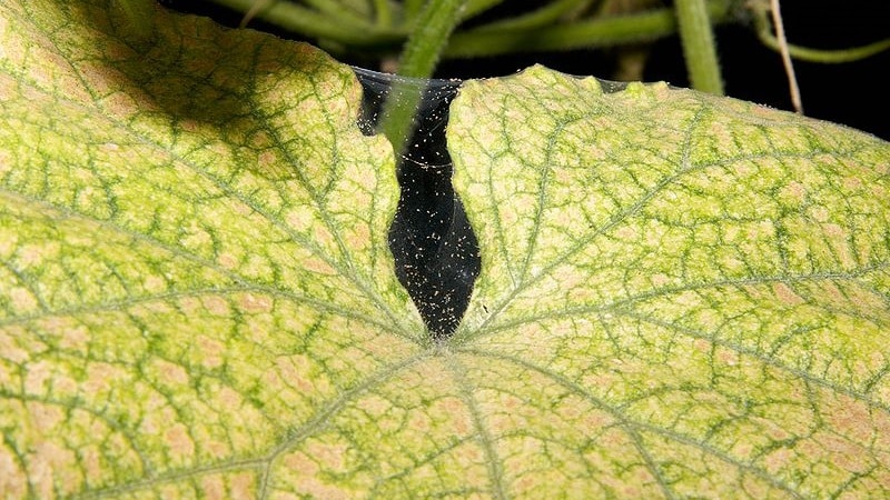 Why do pumpkin leaves turn yellow, what to do and how to prevent the problem from occurring