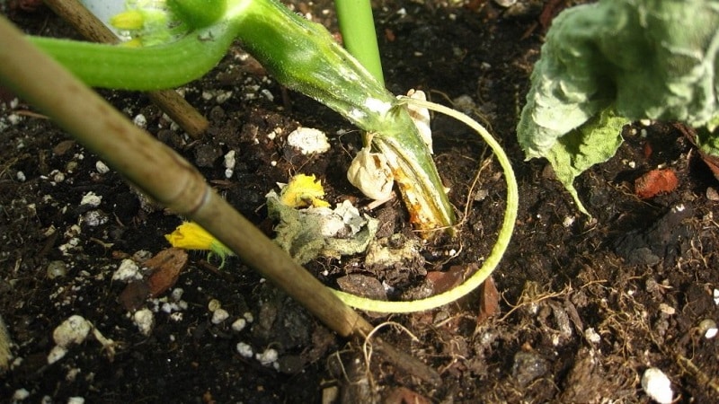 Why do pumpkin leaves turn yellow, what to do and how to prevent the problem from occurring
