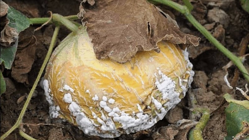 Why do pumpkin leaves turn yellow, what to do and how to prevent the problem from occurring