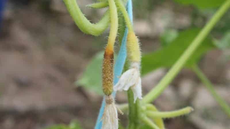 Why do cucumber ovaries turn yellow and what to do to save the harvest?