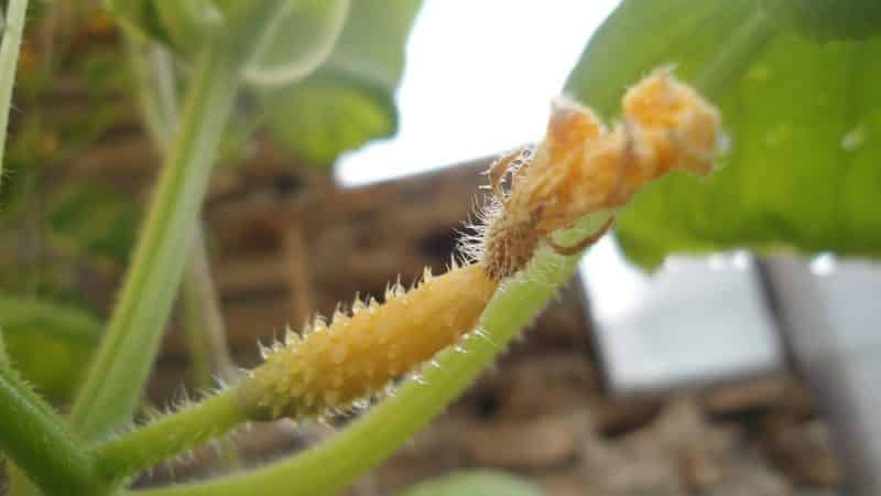 Why do cucumber ovaries turn yellow and what to do to save the harvest?