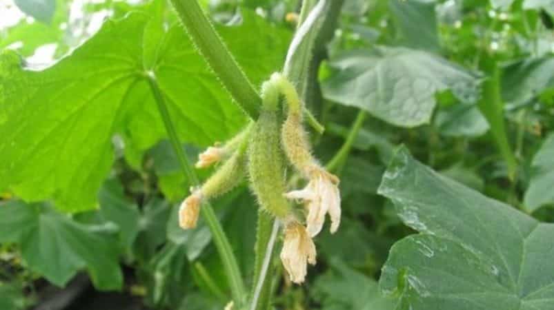 Why do cucumber ovaries turn yellow and what to do to save the harvest?