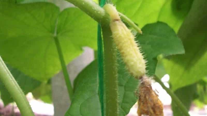 Why do cucumber ovaries turn yellow and what to do to save the harvest?