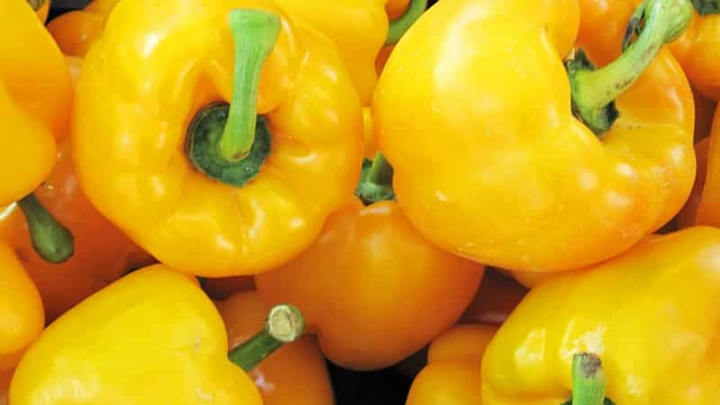 The benefits and harms of yellow bell peppers and is there a difference between the colors of the vegetable?