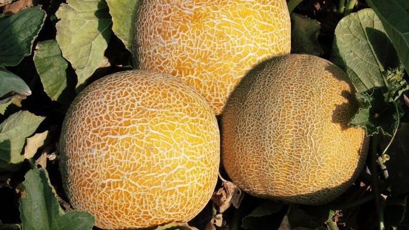 Popular melon Kolkhoznitsa: calorie content, benefits and harm to the body