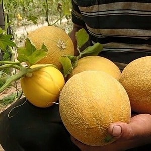 Popular melon Kolkhoznitsa: calorie content, benefits and harm to the body