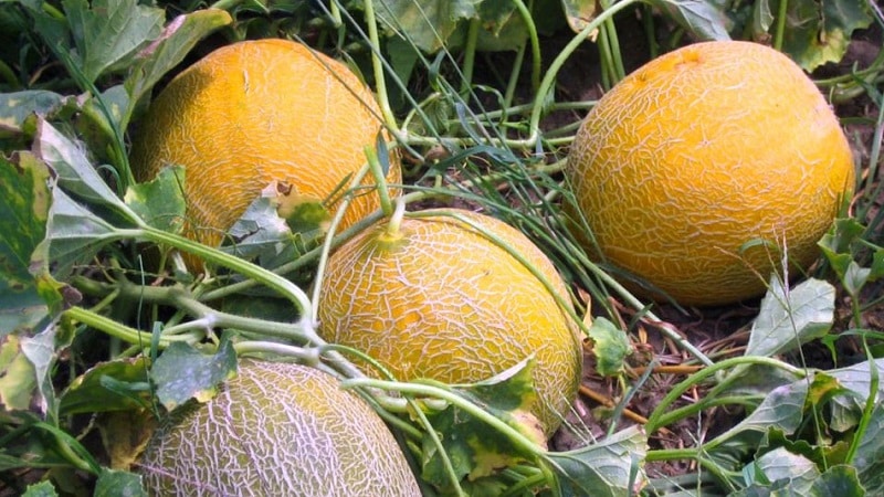 Popular melon Kolkhoznitsa: calorie content, benefits and harm to the body