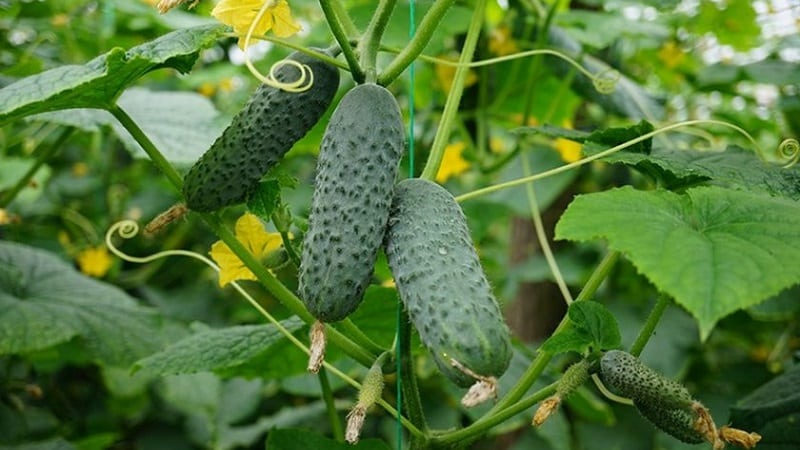 Dutch hybrid cucumber Cedric, recommended for growing in greenhouse conditions