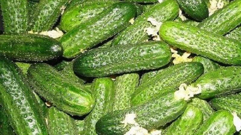 The Khrustik cucumber hybrid, popular among summer residents, has a juicy crunch and excellent taste.