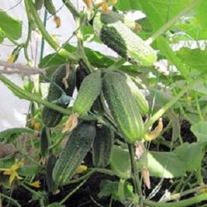 The Khrustik cucumber hybrid, popular among summer residents, has a juicy crunch and excellent taste.