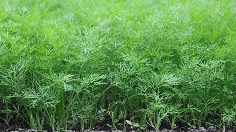 Step-by-step instructions for growing dill in a greenhouse all year round