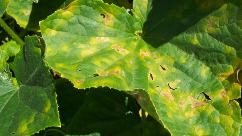 Yellow spots have appeared on the leaves of cucumbers: what to do to save the harvest