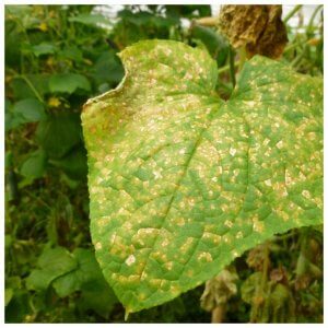 Yellow spots have appeared on the leaves of cucumbers: what to do to save the harvest