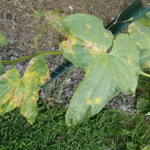Yellow spots have appeared on the leaves of cucumbers: what to do to save the harvest
