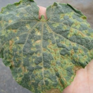 Yellow spots have appeared on the leaves of cucumbers: what to do to save the harvest