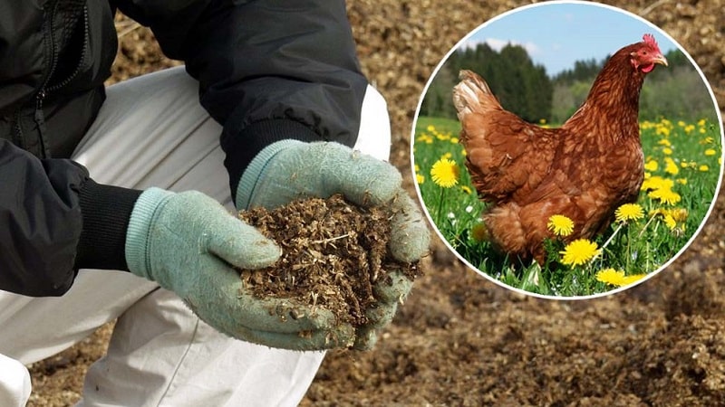 How and what to feed currants in June: the best fertilizers and rules for their application