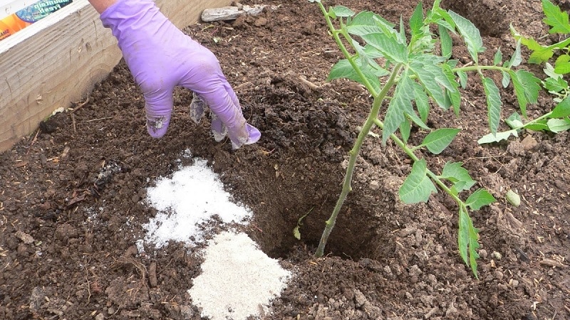Rules for feeding tomatoes in a greenhouse: what fertilizers and when to use to get a rich harvest