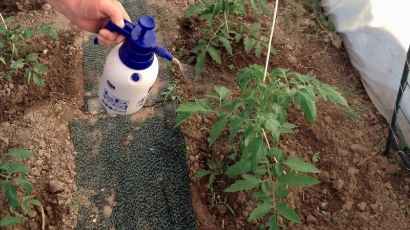 Rules for feeding tomatoes in a greenhouse: what fertilizers and when to use to get a rich harvest
