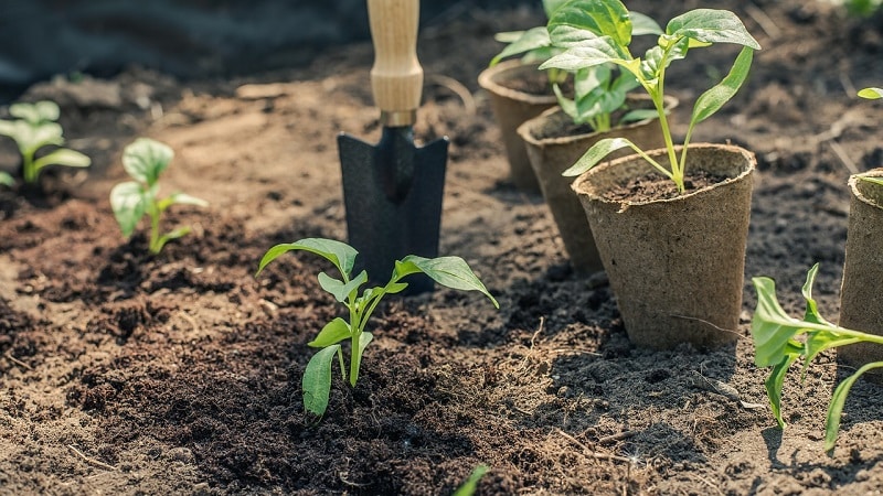 Rules for planting peppers: preparatory stage, timing and nuances of the process