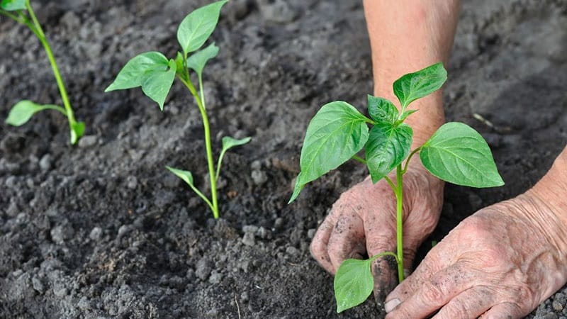 Rules for planting peppers: preparatory stage, timing and nuances of the process