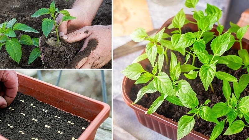 Rules for planting peppers: preparatory stage, timing and nuances of the process